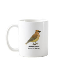 Cedar Waxwing - Birds of California