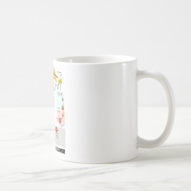 Caneca De Café Ciclo de vida de uma flor (angiospermas) (Direita)