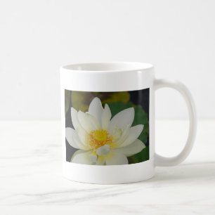 Caneca De Café Cream Water Lily02.JPG