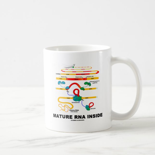 Caneca De Café Dentro RNA maduro (Direita)