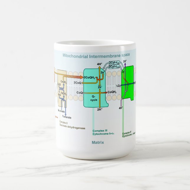 Caneca De Café Diagrama de espaço de Mitonchondrial Intermembrane (Centro)