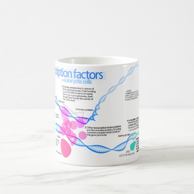 Caneca De Café Diagrama de fatores da transcrição do gene (Centro)