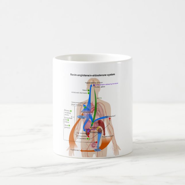 Caneca De Café Diagrama de sistema do Angiotensin (RAS) do Renin (Centro)