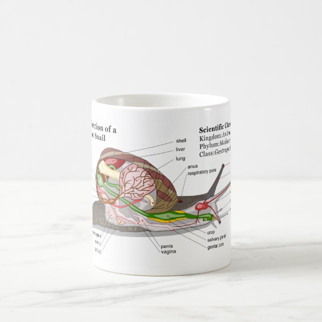 Caneca De Café Diagrama de um caracol de jardim comum (aspersa da (Centro)