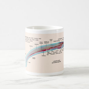 Caneca De Café Diagrama de uma larva da espécie da lampreia de