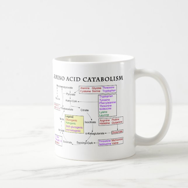 Caneca De Café Diagrama do catabolismo do ácido aminado (Direita)