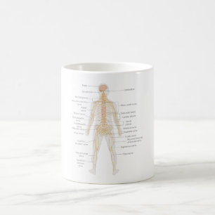 Caneca De Café Diagrama do Corpo do Sistema Nervoso Humano