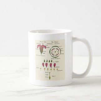 Caneca De Café Diagrama floral