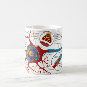 Caneca De Café Diagrama Neurônio Completo Célula Nervo Sistema Ne