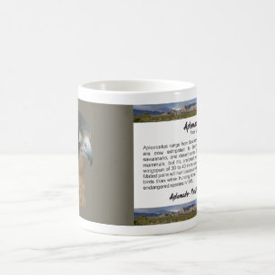 Caneca De Café Diplomado