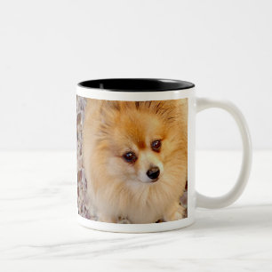 Caneca de café do cão de Pomeranian