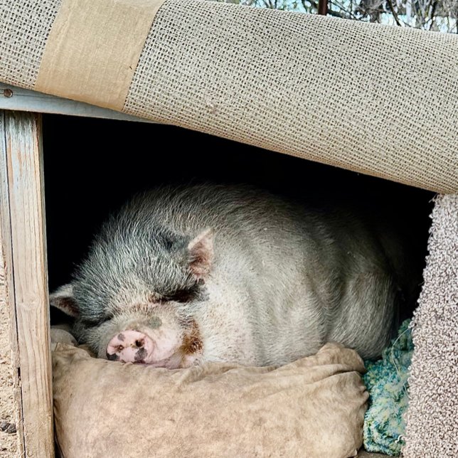 Caneca De Café Dois lados de um Urso Polar (Criador carregado)