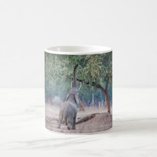 Caneca De Café Elefante chegando à Acácia