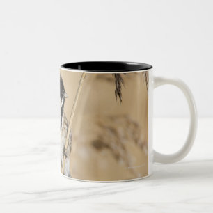 Caneca De Café Em Dois Tons A estamenha de lingüeta (schoeniclus do Emberiza)