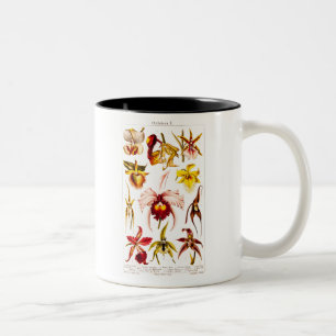 Caneca De Café Em Dois Tons A flor 1911 da orquídea do vintage floresce a