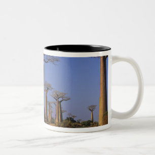Caneca De Café Em Dois Tons África, Madagáscar, Morondava, Avenida Baobab.