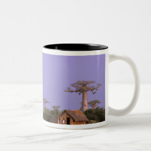 Caneca De Café Em Dois Tons África, Madagáscar, Morondava. Baobás
