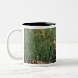 Caneca De Café Em Dois Tons África, Quênia, Reserva de Caça Masai Mara. Guepar