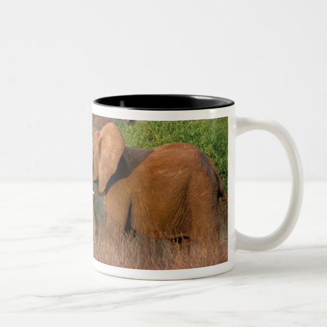 Caneca De Café Em Dois Tons África, Quênia, Samburu. Desafio dos elefantes (Direita)