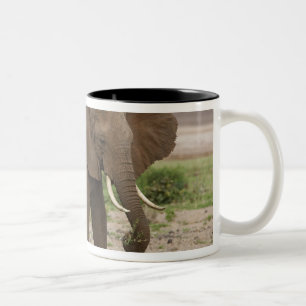 Caneca De Café Em Dois Tons África. Tanzânia. Elefante no Parque Nacional do L