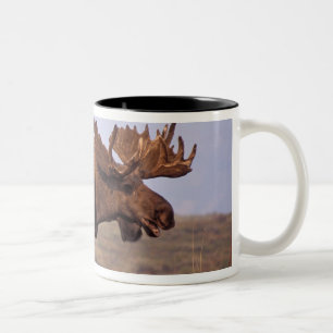 Caneca De Café Em Dois Tons alce, Alces alces, touro com grandes chifres