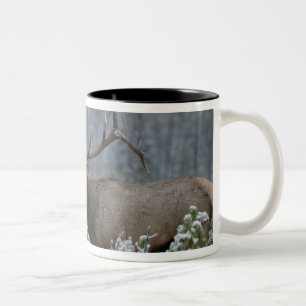 Caneca De Café Em Dois Tons Alce macho na neve chamando, bugling, Yellowstone