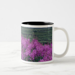 Caneca De Café Em Dois Tons América do Norte, Canadá, Yukon. Fireweed floresce