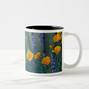 Caneca De Café Em Dois Tons América do Norte, EUA, Arizona, Cactus de Órgão