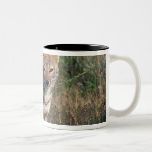 Caneca De Café Em Dois Tons América do Sul, Chile, Torres del Paine NP,