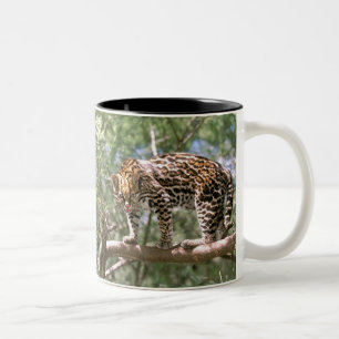 Caneca De Café Em Dois Tons Ámérica do Sul, Equador, Amazon. Ocelot