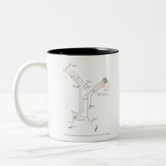 Caneca De Café Em Dois Tons Anatomia do Neurônio das Células Cerebrais (Esquerda)