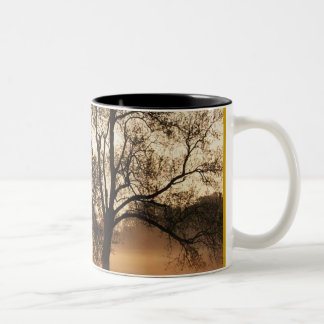 Caneca De Café Em Dois Tons Árvore