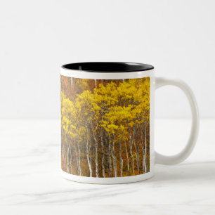 Caneca De Café Em Dois Tons Arvoredo de álamo tremedor em cores de outono inte