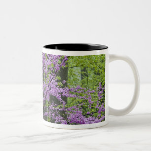 Caneca De Café Em Dois Tons Árvores Redbud em plena floração de primavera pert