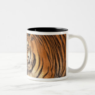 Caneca De Café Em Dois Tons ÁSIA, Índia, Tigre-de-bengala (Panthera tigris)
