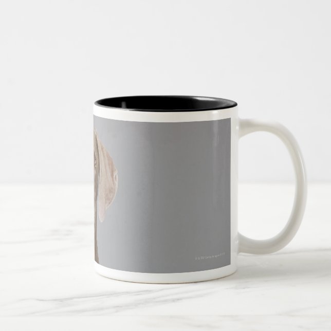 Caneca De Café Em Dois Tons Assento de Weimaraner, tiro do estúdio (Direita)