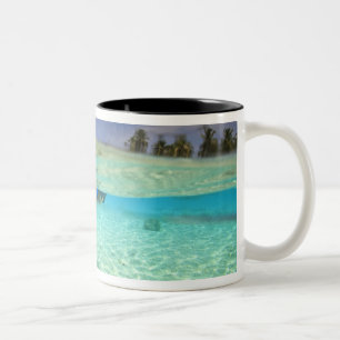 Caneca De Café Em Dois Tons Atol Sul de Huvadhoo, Maldivas do Sul, Oceano Índi