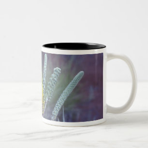 Caneca De Café Em Dois Tons Austrália, NT, perto de Ayers Rock. Flora de prima