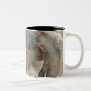 Caneca De Café Em Dois Tons Babuíno de Chacma, ursinus do Papio com jovens,