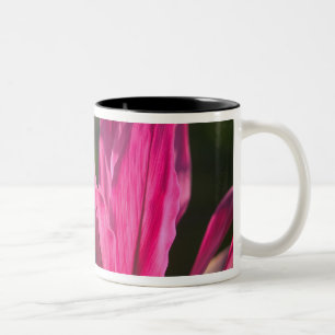 Caneca De Café Em Dois Tons BAHAMAS, Ilha de Nova Providência, Nassau: Paraíso