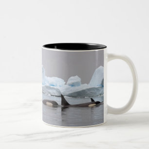 Caneca De Café Em Dois Tons baleias assassinas (orcás), Orcinus orca, cardume