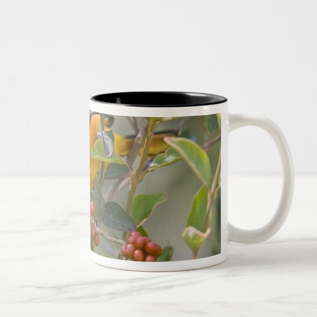 Caneca De Café Em Dois Tons Baltimore Oriole (Direita)
