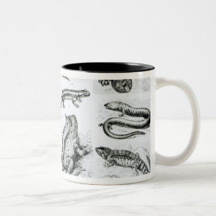 Caneca De Café Em Dois Tons Batráquios e outros anfíbios