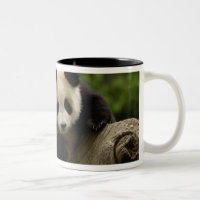 Bebê de panda gigante