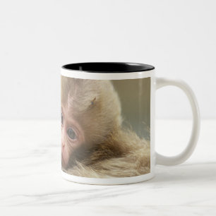 Caneca De Café Em Dois Tons Bebê Macaco da Neve, Jigokudani, Nagano, Japão 2