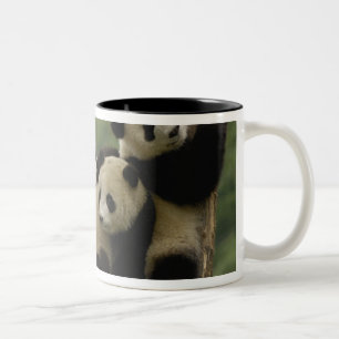 Caneca De Café Em Dois Tons bebês de panda gigante (Ailuropoda melanoleuca)