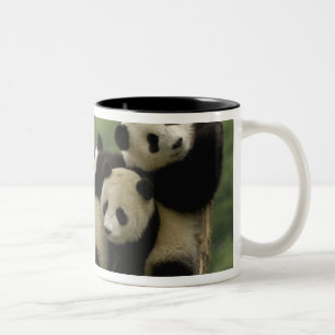 Caneca De Café Em Dois Tons bebês de panda gigante (Ailuropoda melanoleuca)