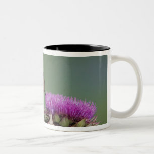 Caneca De Café Em Dois Tons Beija-flor-de-cauda-larga, Selasphorus