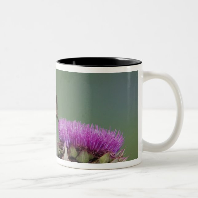 Caneca De Café Em Dois Tons Beija-flor-de-cauda-larga, Selasphorus (Direita)
