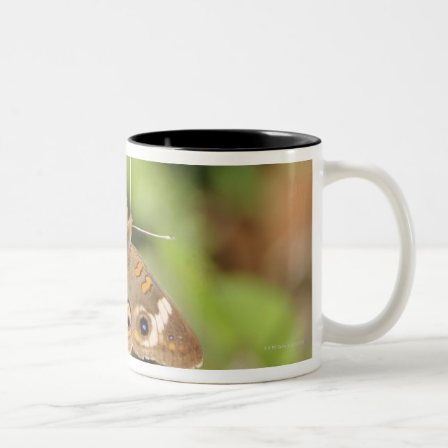 Caneca De Café Em Dois Tons Borboleta comum do buckeye, Junonia coenia. (Direita)